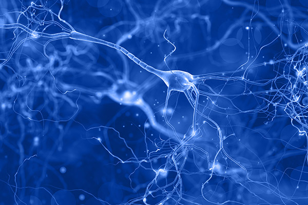 Synapses Synapses